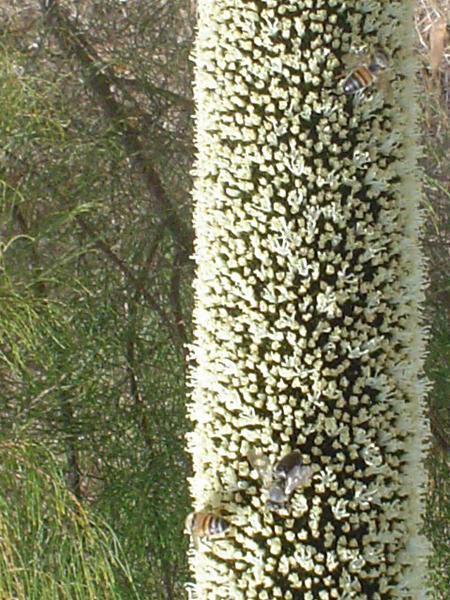 Bees enjoying yacca nectar