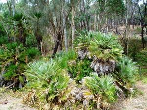 Feral palms