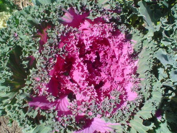 Cabbage-like flower