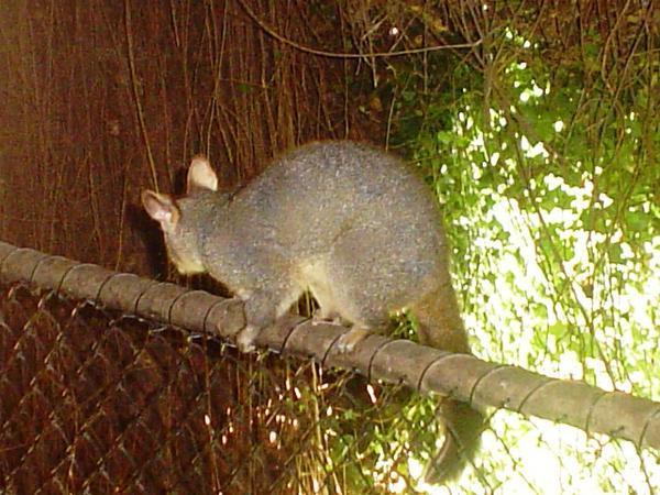 Brush tail possum - not in a cage