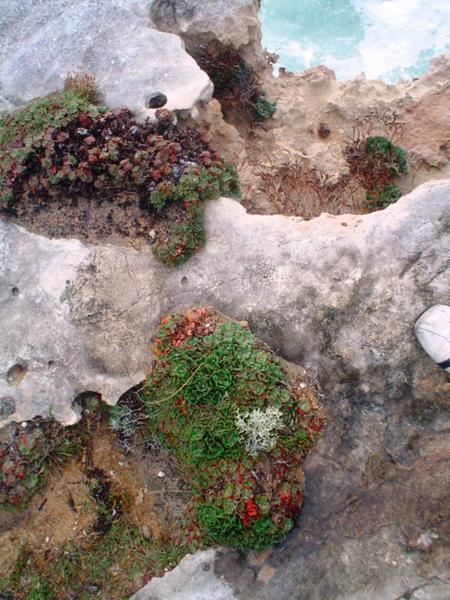 Plants in the rocks