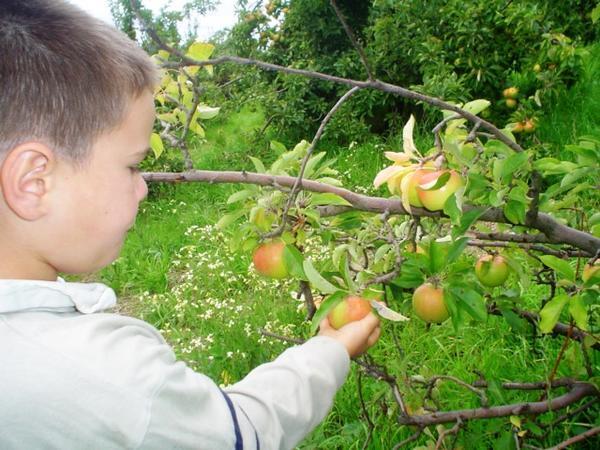 Apple picking at Summertown