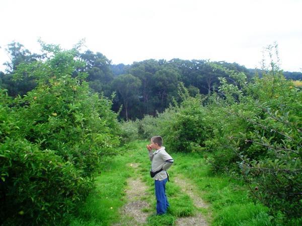 Dan in the orchard