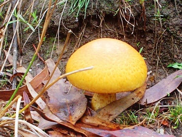 Yellow top mushroom