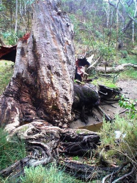 Giant river red gum