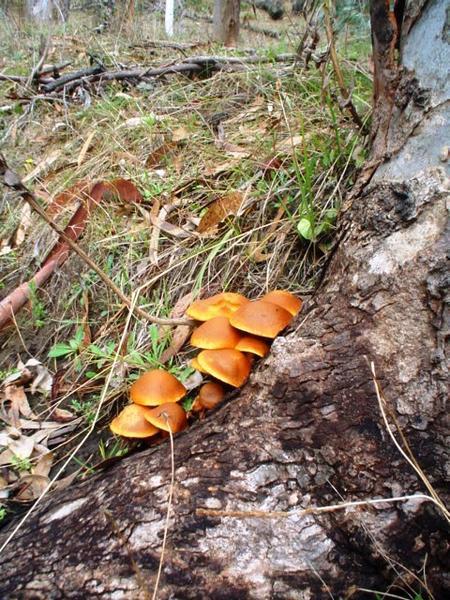 Orange fungi