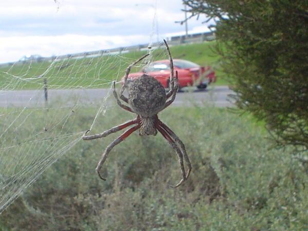giant cuddly spider
