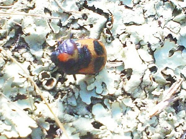 Wood beetle