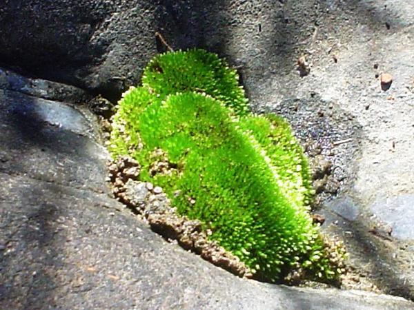 Moss rock
