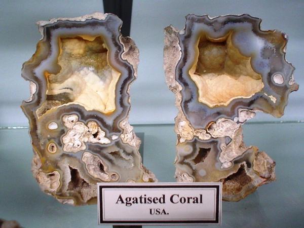 Agatised coral