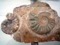 Fossil ammonite shells