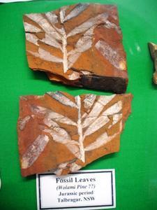 Fossil leaves