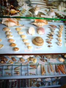 Amazing shell display