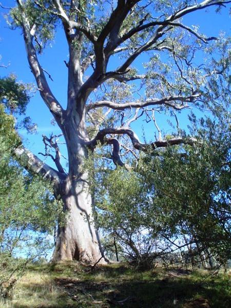Blue gum on the hill