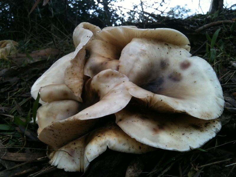 A white fungi