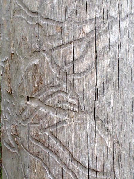 Grub marks in the bark of a tree
