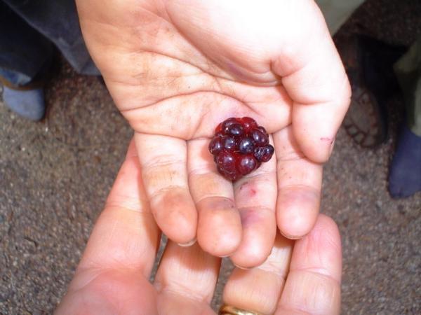 Last of the Blackberries