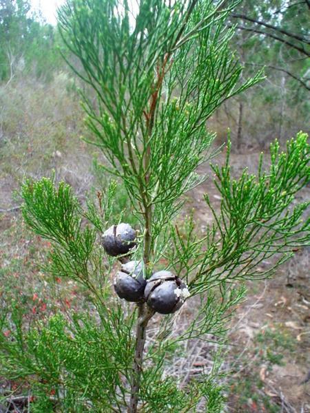 Native pine