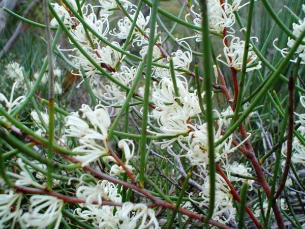 white spider flowers