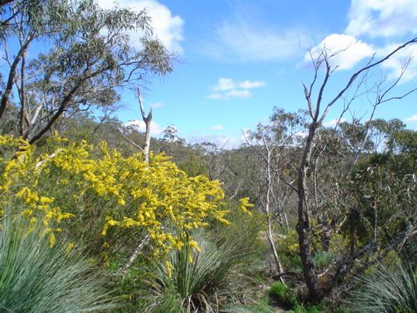 Wattle and grass tree