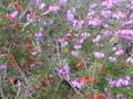 Purple flowers and flame heath