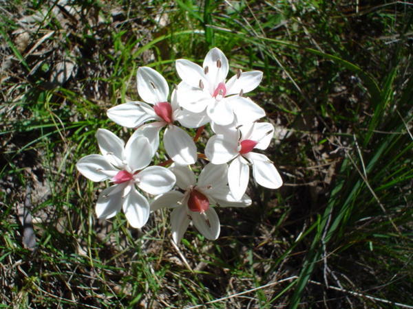 More white flowers