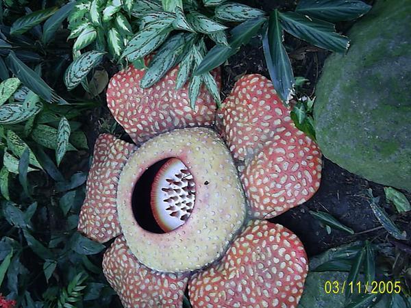 Largest flower in the world!
