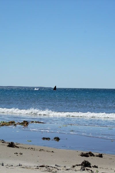 Look close---whale fin in the distance