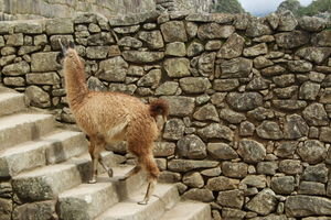 Llamas Roam Free Throughout Machu Pichu