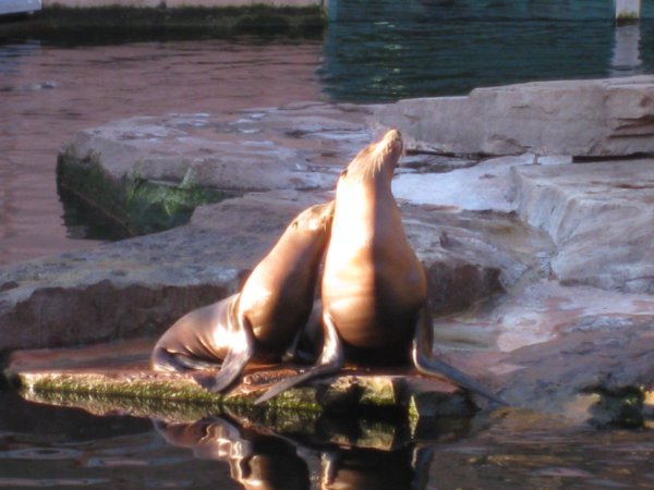Sea lions 