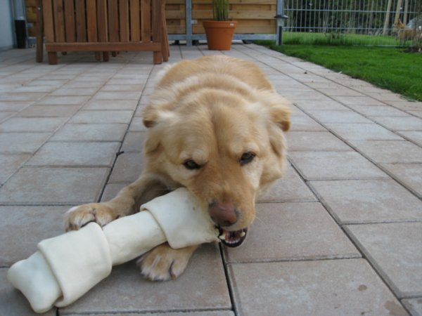 Innie and his new bone
