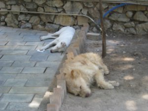 stray dogs at Temple of Olympian Zeus