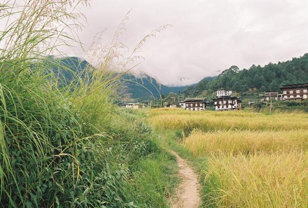 The path to Chimi Lhakang