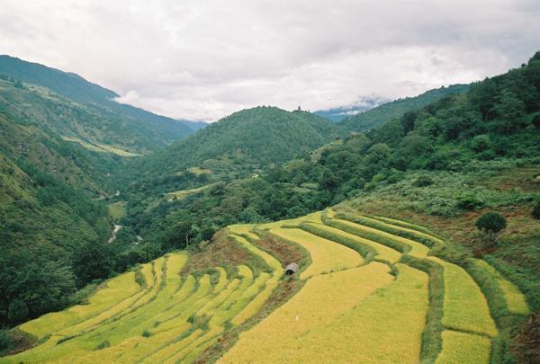 More lovely rice terraces