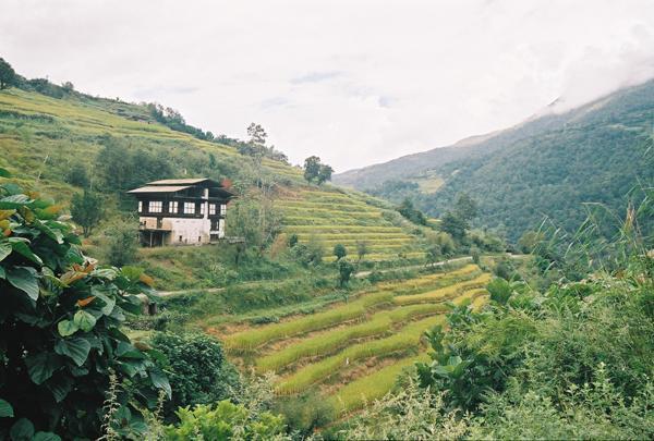 Rice terraces near Khelakha