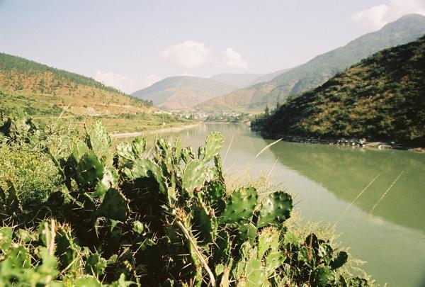 Cactii by the Punak Chhu river