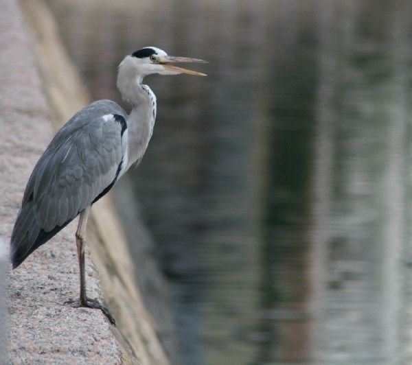Grey Heron, Canal City