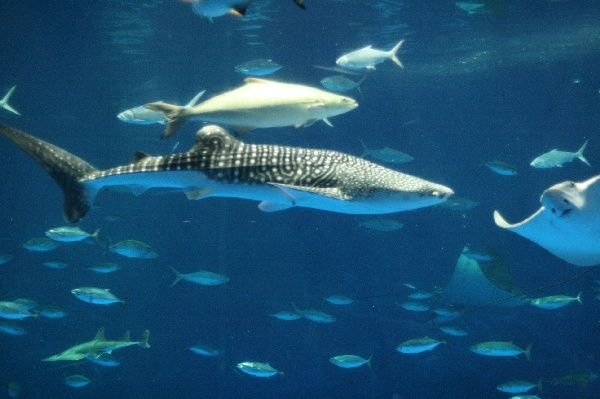 Star of the show; the Whale Shark