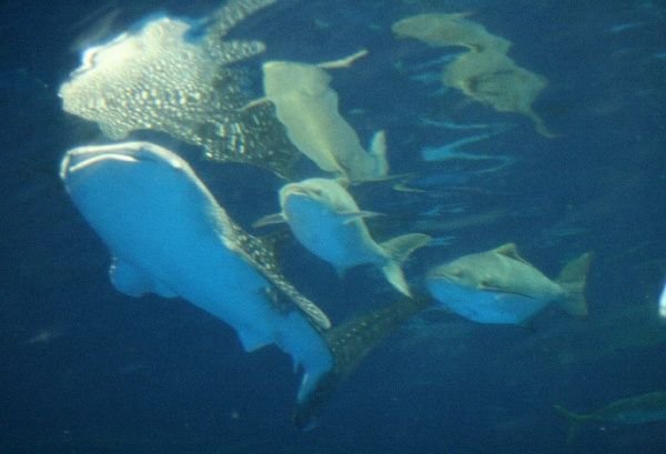 The Whaleshark hanging with his Cobia friends
