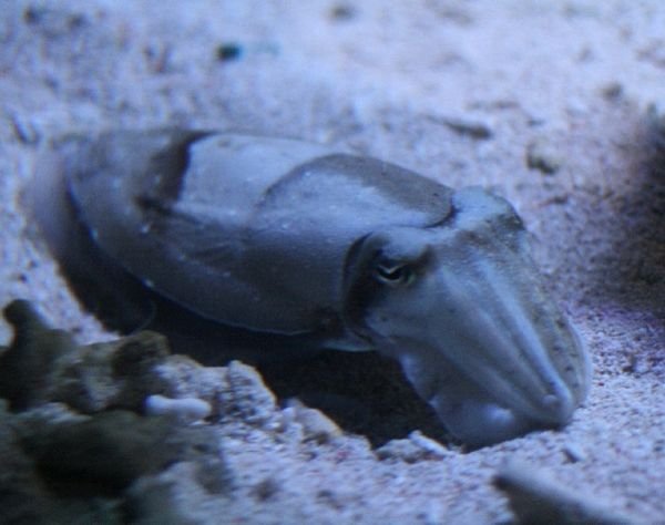 Kisslip Cuttlefish