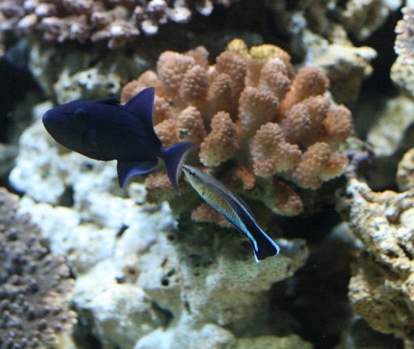 A Triggerfish receiving some cleansing from a Striped Cleaner Wrasse