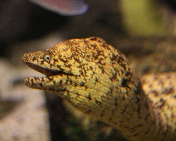 Common Moray Eel
