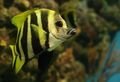 Striped Boarfish