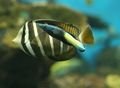 Pacific Sailfin Tang moves in to be cleaned by a Bicolor Cleaner Wrasse