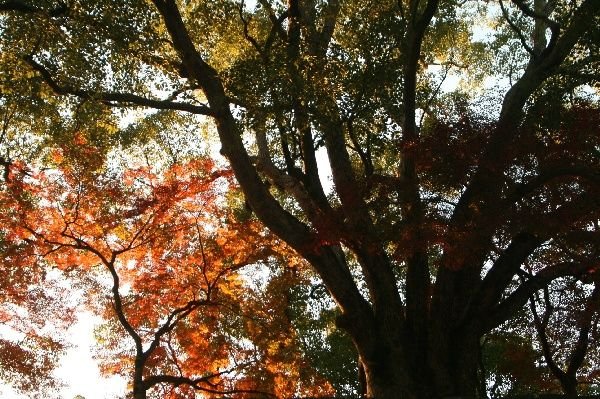 Autumn comes to Kumamoto