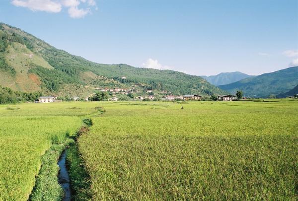 Crops growing in the valley