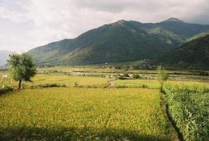 Crops growing in the Paro valley