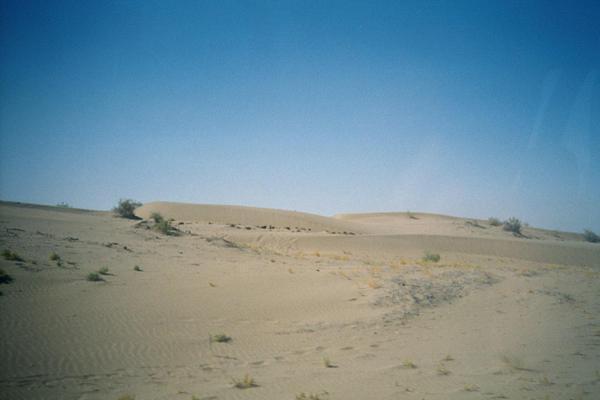 The dunes of the Karakum desert