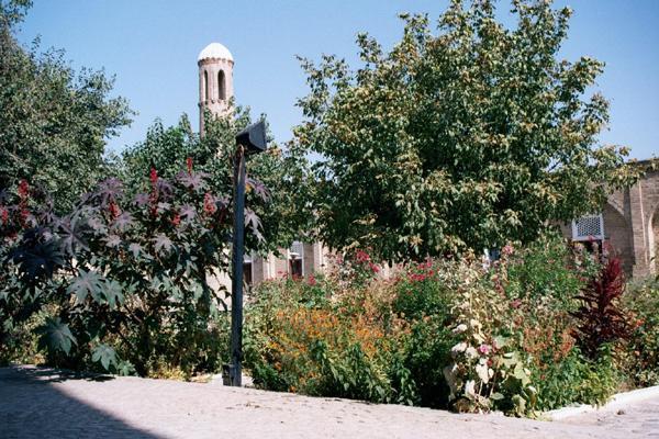 The garden at the Jame Mosque