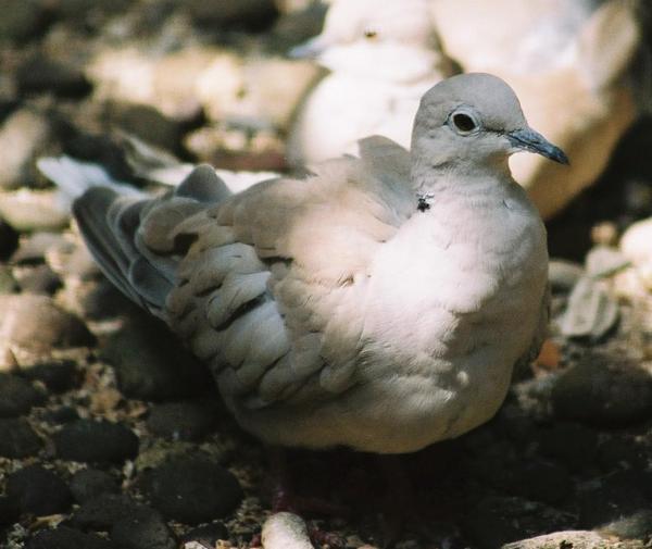 Collared Dove (Streptopelia decaocto) Puter